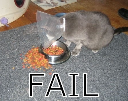 Cat with one of those cones around its neck trying to eat from its bowl and failing